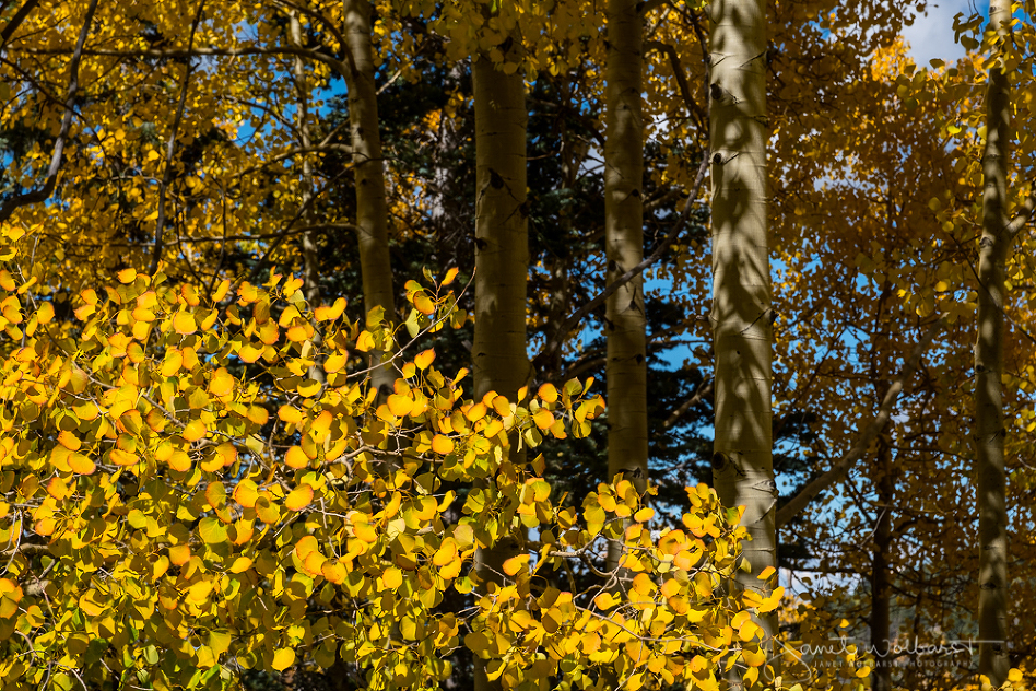 20161001_aspens_134